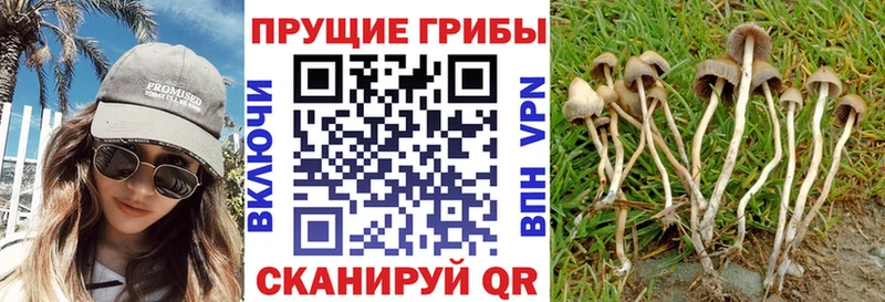Купить  Липки  Галлюциногенные грибы MAGIC MUSHROOMS 